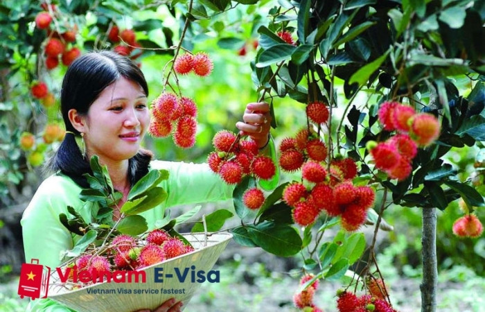 top 10 things to do in Vietnam - tourists are picking fruits 